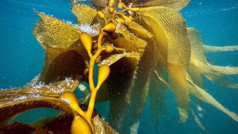 Wild-Giant-Kelp-Underwater-in-Tasmania-scaled.jpeg